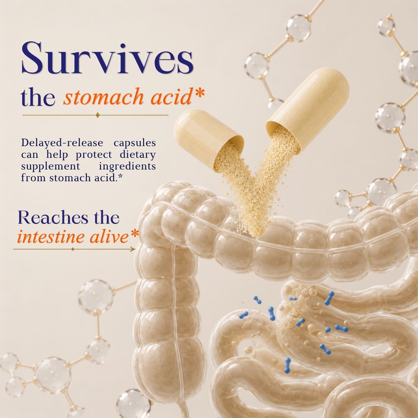 Vitamatic Lactobacillus Reuteri 50 Billion CFU with XOS Prebiotic, 60 Delayed Release Capsules