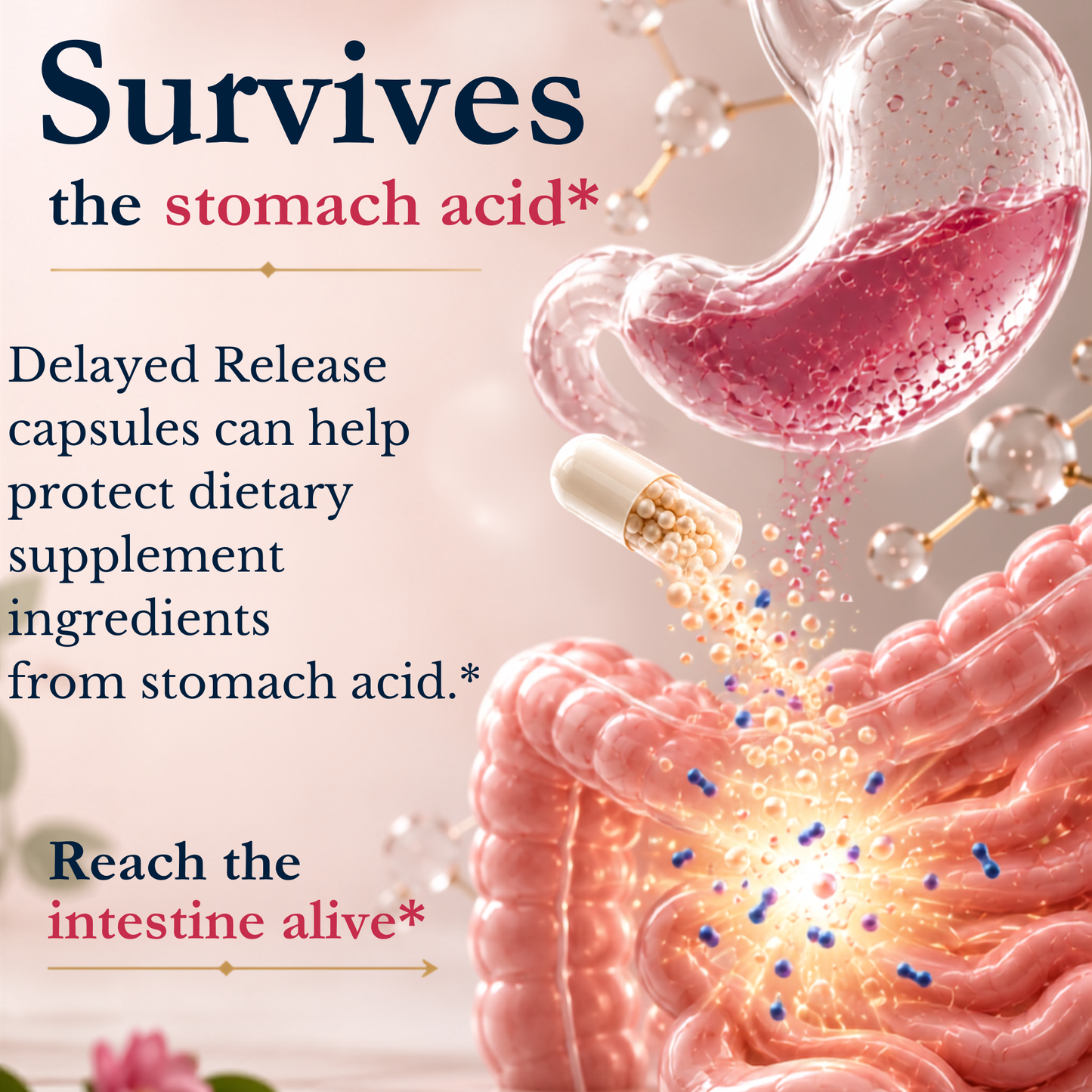 Vitamatic Lactobacillus Crispatus 10 Billion CFU with XOS Prebiotic - 60 Delayed Release Capsules